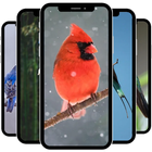 Bird Wallpaper 图标