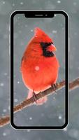 Bird Wallpaper 海报