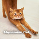 abyssinian cats wallpaper APK