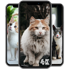 Cat Wallpapers আইকন
