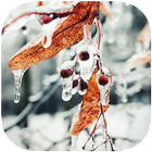 Winter Wallpapers Zeichen