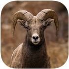 Sheep Wallpapers आइकन
