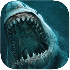 Shark Wallpapers آئیکن