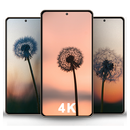 Dandelion Wallpapers APK