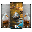 Duck Wallpapers APK