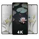 Lily Wallpapers APK