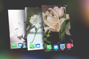 پوستر Lily Wallpapers