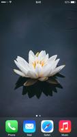 برنامه‌نما Lily Wallpapers عکس از صفحه