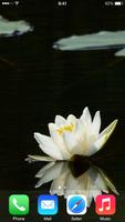 برنامه‌نما Lily Wallpapers عکس از صفحه