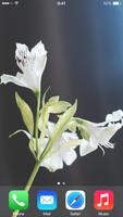 برنامه‌نما Lily Wallpapers عکس از صفحه