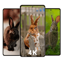 Rabbit Wallpapers APK