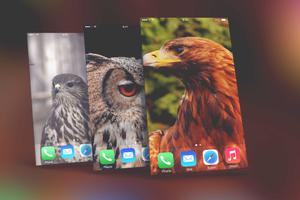 Eagle Wallpapers ảnh chụp màn hình 3