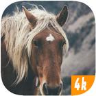 Horse Wallpapers icon