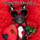 Happy Valentine's Day Cards and Greetings icono
