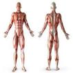 Anatomie