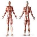 Anatomie APK