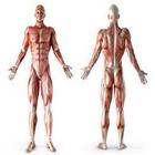 Anatomie simgesi