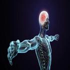 Physiologie médical simgesi