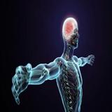 Physiologie médical simgesi