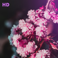 Best Wallpaper Hd