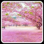 Bunga Sakura wallpaper