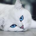 Cute Cat Wallpaper