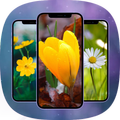Flowers - Wallpaper in HD