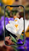 Flowers - Wallpaper in HD screenshot 1