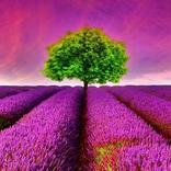 خلفيات صور 2020