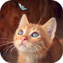 Lindos Gatitos, Cat HD Wallpaper APK