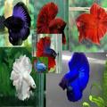 Jenis Ikan Cupang