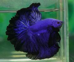 Jenis Ikan Cupang captura de pantalla 3