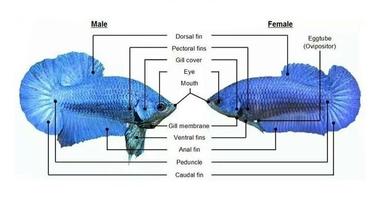 cara ternak ikan cupang capture d'écran 3