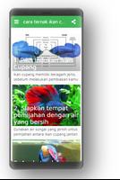 cara ternak ikan cupang Poster