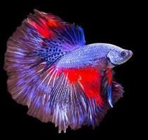 cara ternak ikan cupang captura de pantalla 2