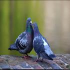 Lovebirds Wallpapers icon