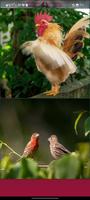 Lovebirds Wallpapers screenshot 1