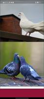 Lovebirds Wallpapers screenshot 2