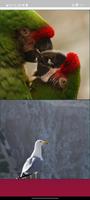 Lovebirds Wallpapers screenshot 3
