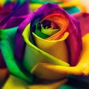 Buenos Flores Fondos de pantalla Rosas coloridas APK