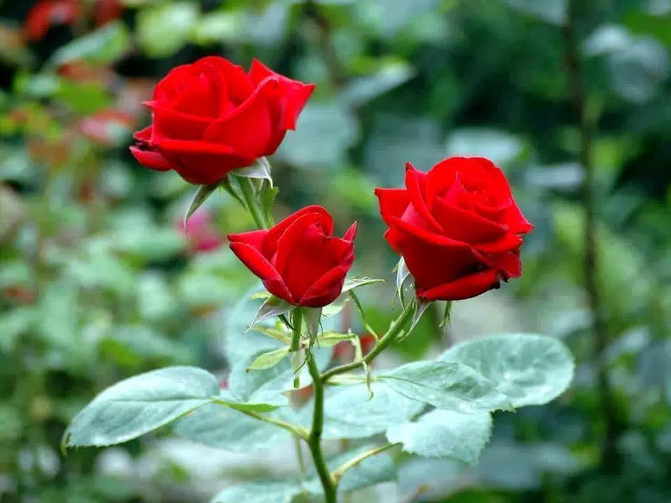 Buenos Flores Fondos de pantalla Rosas coloridas APK do pobrania na Androida