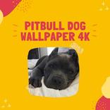 Pitbull Dog Wallpaper 4K