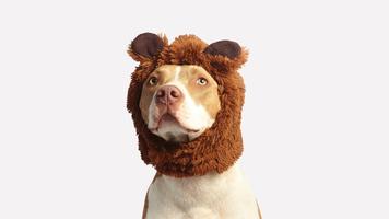 Pitbull Dog Wallpaper 4K الملصق