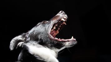 Pitbull Dog Wallpaper 4K تصوير الشاشة 1