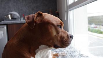 Pitbull Dog Wallpaper 4K تصوير الشاشة 2
