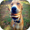 Funny Pics