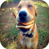 Funny Pics ikona