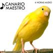 Canto de Canarios আইকন