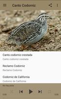 Canto Codorniz постер
