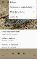 Canto Codorniz скриншот 3